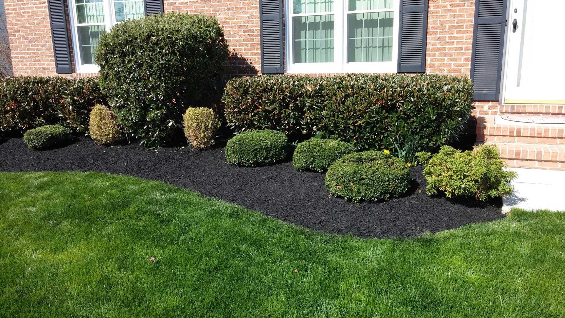 Black mulch installed with shrubs in Forest Hill, MD.